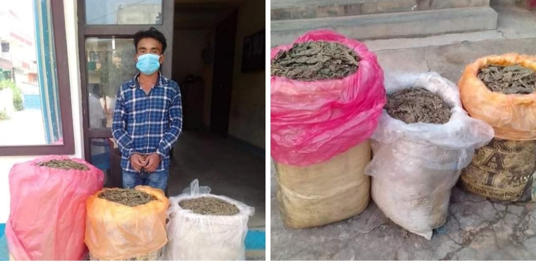५३ किलो गाँजा सहित एक जना पक्राउ